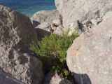 Dittrichia viscosa