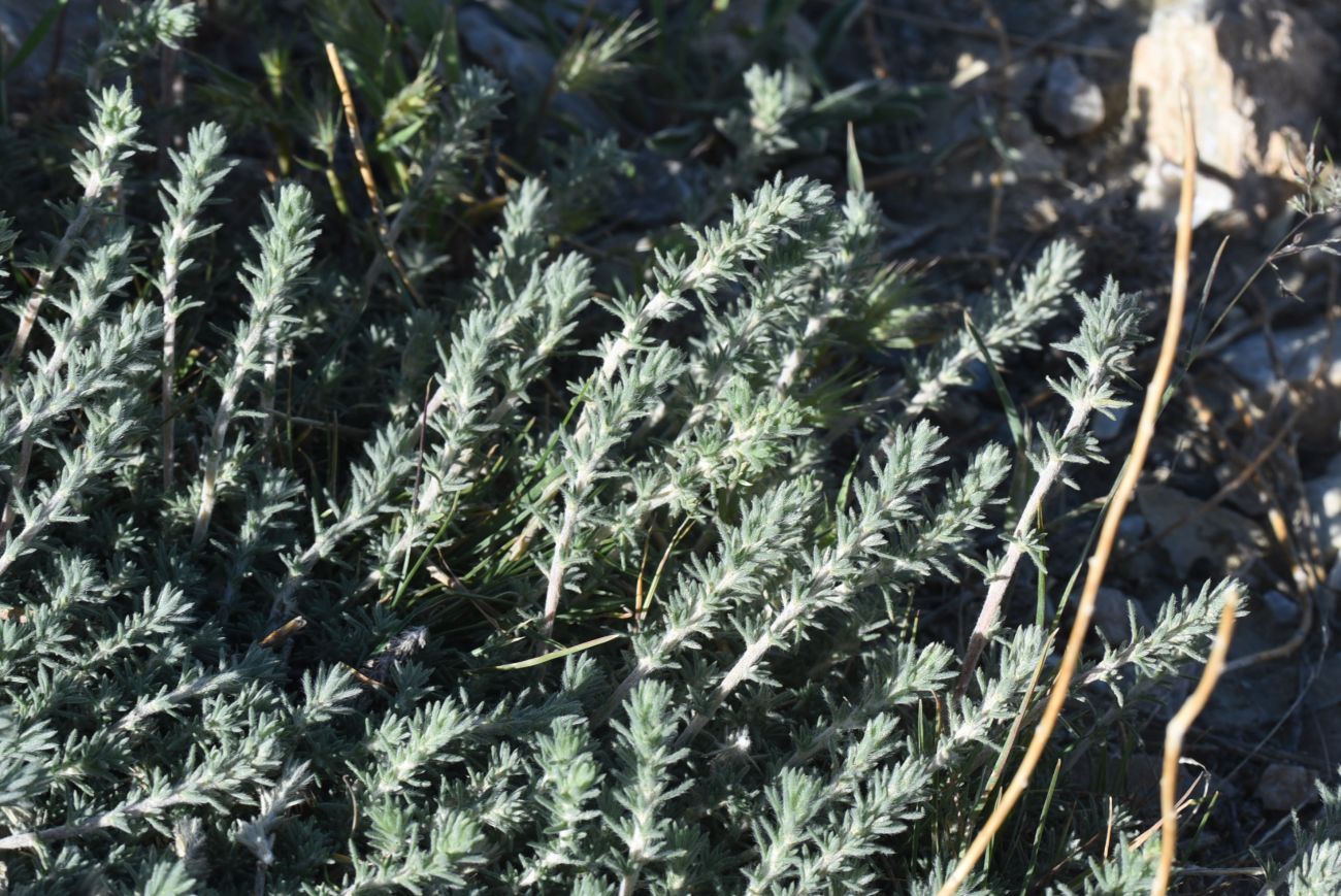 Image of Unknown species specimen.