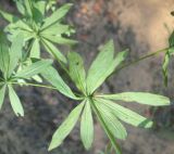 Galium intermedium