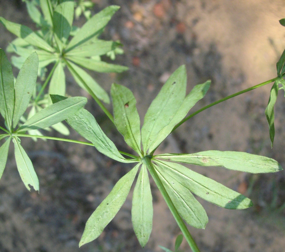 Image of Galium intermedium specimen.