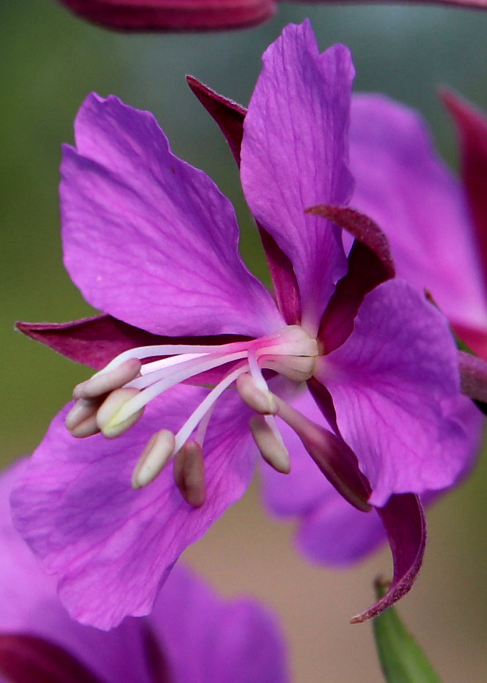 Image of Chamaenerion angustifolium specimen.