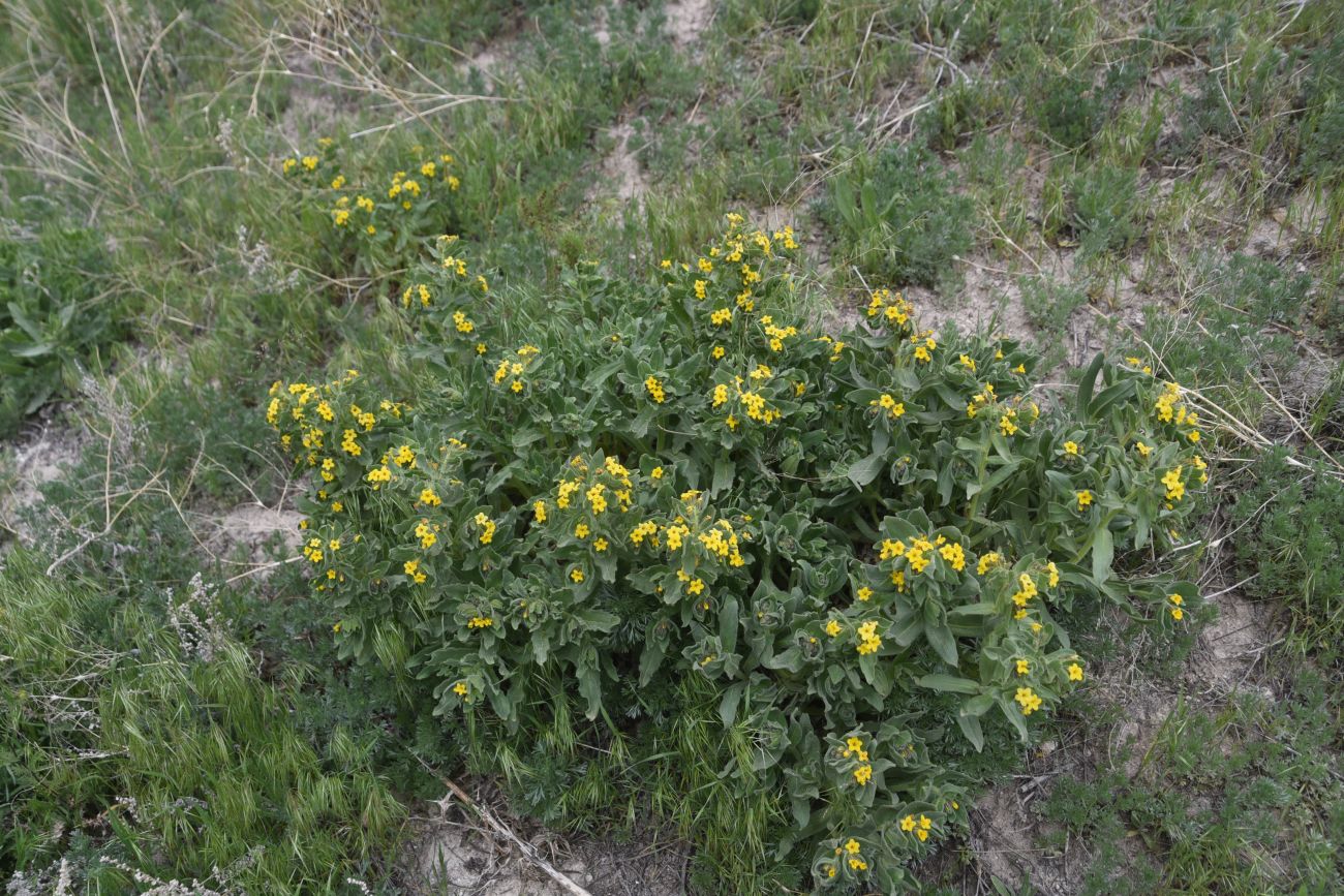 Image of Alkanna orientalis specimen.