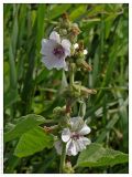 Althaea officinalis. Верхняя часть цветущего растения. Республика Татарстан, болотный массив Кулигаш. 03.08.2005.