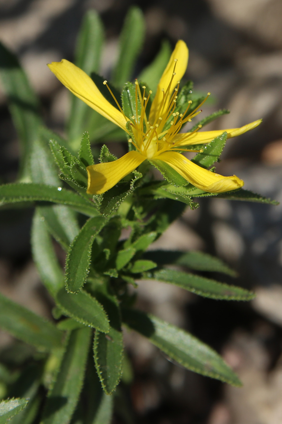 Image of Hypericum orientale specimen.