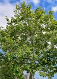 Platanus orientalis. Крона взрослого дерева. Португалия, Азорские о-ва, о-в Сан-Мигел, г. Понта-Делгада, в культуре. 11.08.2025.