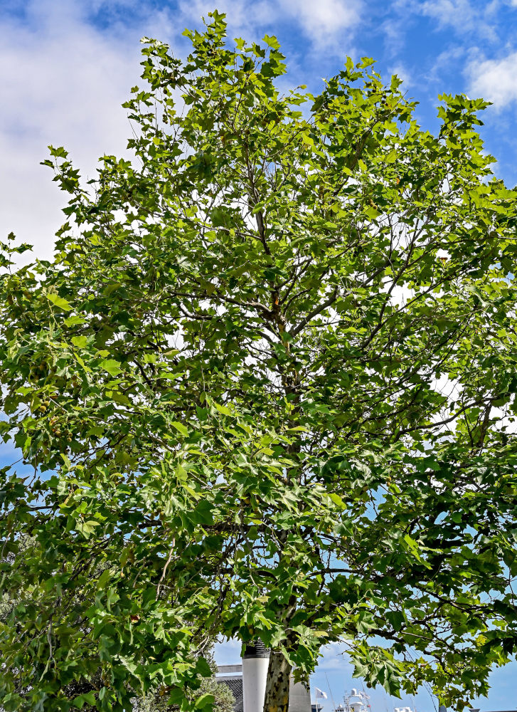 Изображение особи Platanus orientalis.