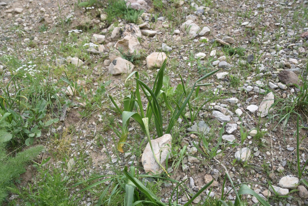 Изображение особи Неопознанный вид.