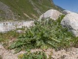 Cirsium rhizocephalum. Расцветающее растение. Кабардино-Балкария, Черекский р-н, дол. р. Псыгансу, ≈ 2400 м н.у.м., донная морена. 29.07.2025.