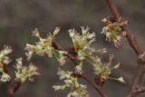 Ulmus laevis. Фрагменты ветви с соцветиями. Белгородская обл. пос. Ракитное, ООПТ \"Урочище Парк\". 2 апреля 2024 г.