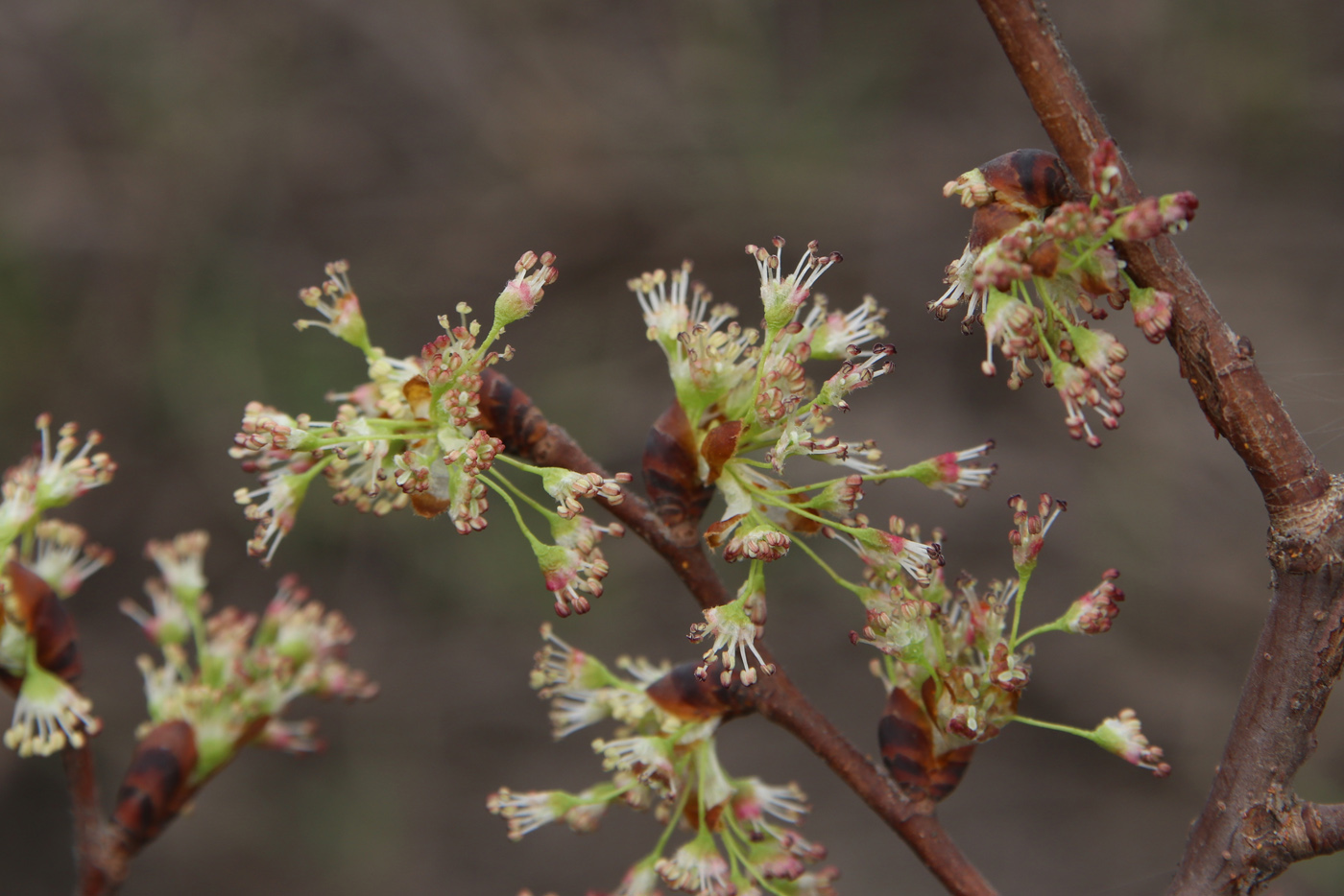 Изображение особи Ulmus laevis.