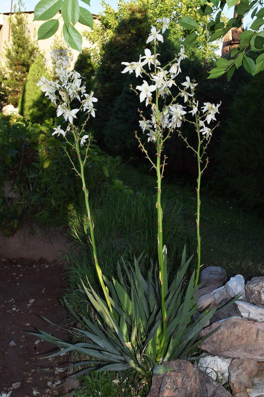 Image of Unknown species specimen.