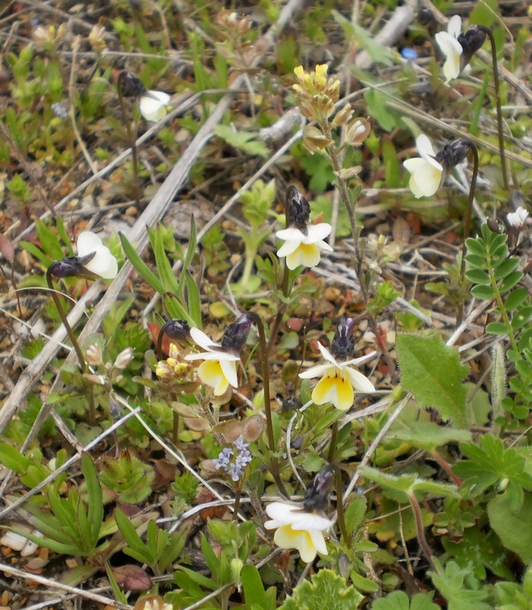 Image of Viola arvensis specimen.