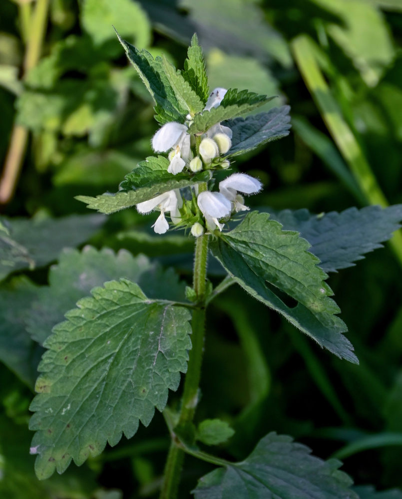 Image of Lamium album specimen.