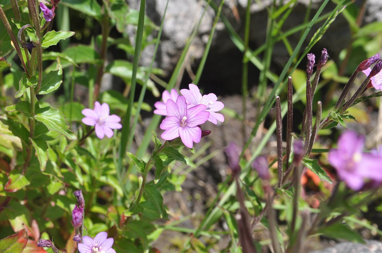 Image of genus Epilobium specimen.