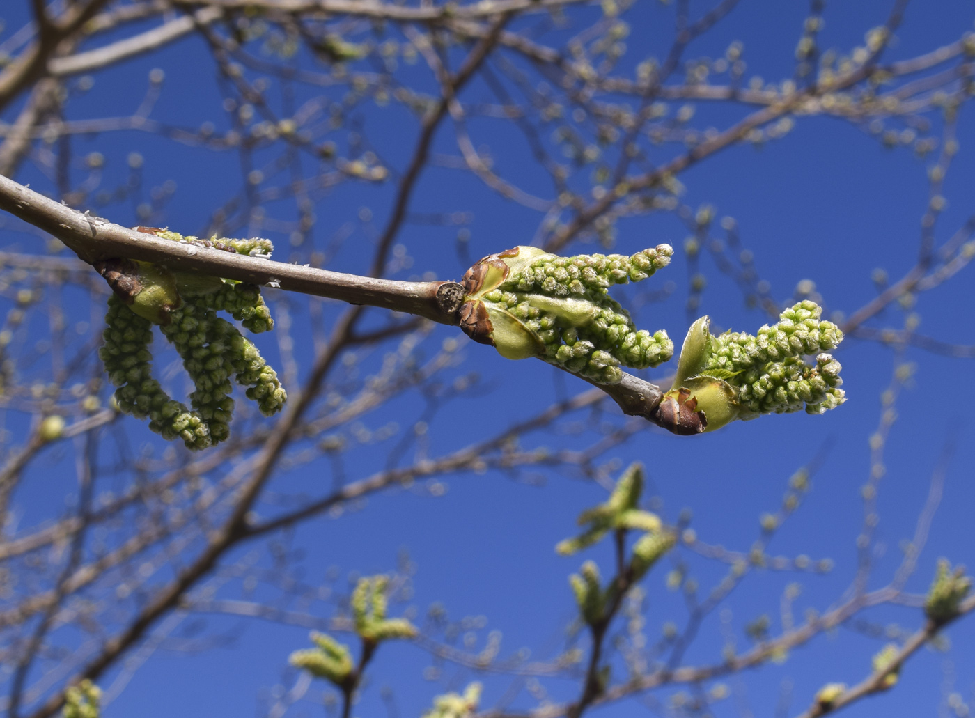 Изображение особи Morus alba.