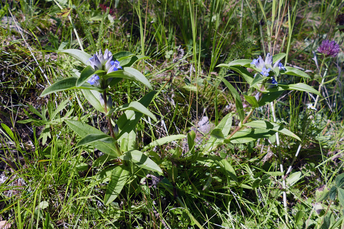 Image of Gentiana cruciata specimen.