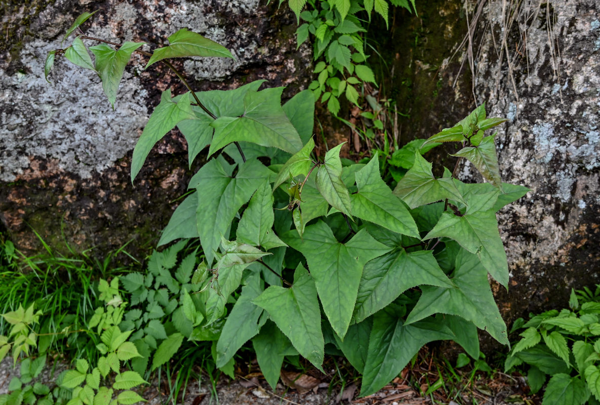 Image of Parasenecio matsudae specimen.