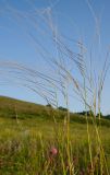 род Stipa. Верхушки плодоносящих побегов. Оренбургская обл., Саракташский р-н, Жёлтинский сельсовет, окр. хут. Султанбаево, луговая степь. 9 июня 2025 г.