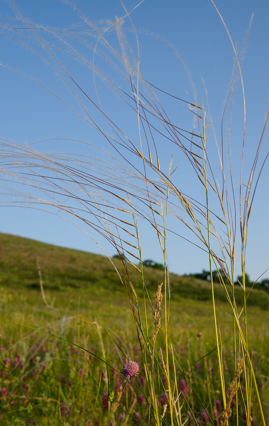 Изображение особи род Stipa.