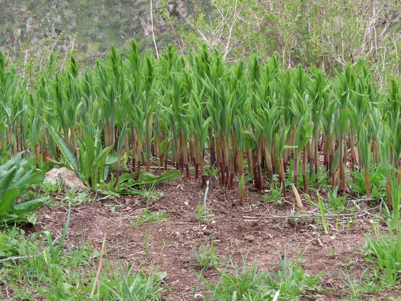 Image of Polygonatum sewerzowii specimen.
