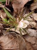 Anemone amurensis