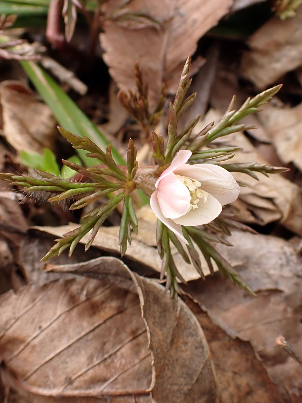 Image of Anemone amurensis specimen.