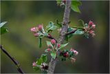 Malus domestica. Часть ветви с развивающимися цветками и листьями. Московская обл., Раменский р-н, окр. дер. Хрипань, садовый участок. 11.05.2026.