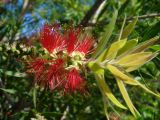 genus Callistemon