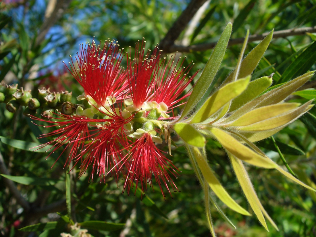 Image of genus Callistemon specimen.