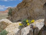 Helianthemum songaricum. Цветущее растение. Киргизия, Баткенская обл., Баткенский р-н, окр. с. Самаркандык, Туркестанский хр., горы Сары-Тоо, уроч. Мадыген, известняковое обнажение. 11 мая 2026 г.