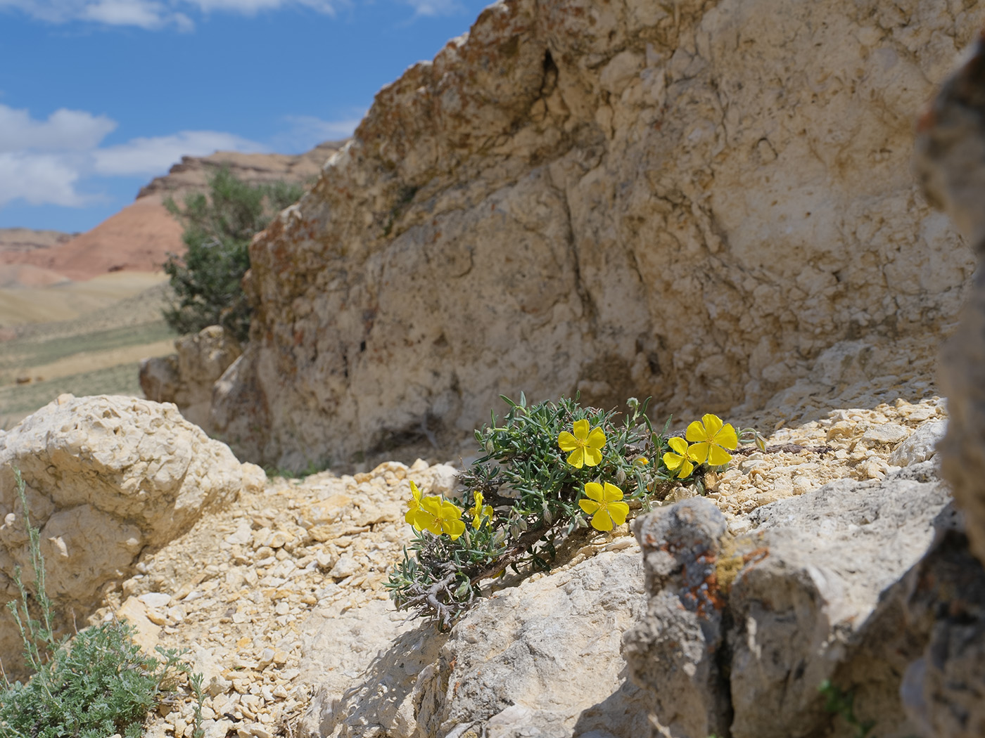 Image of Helianthemum songaricum specimen.