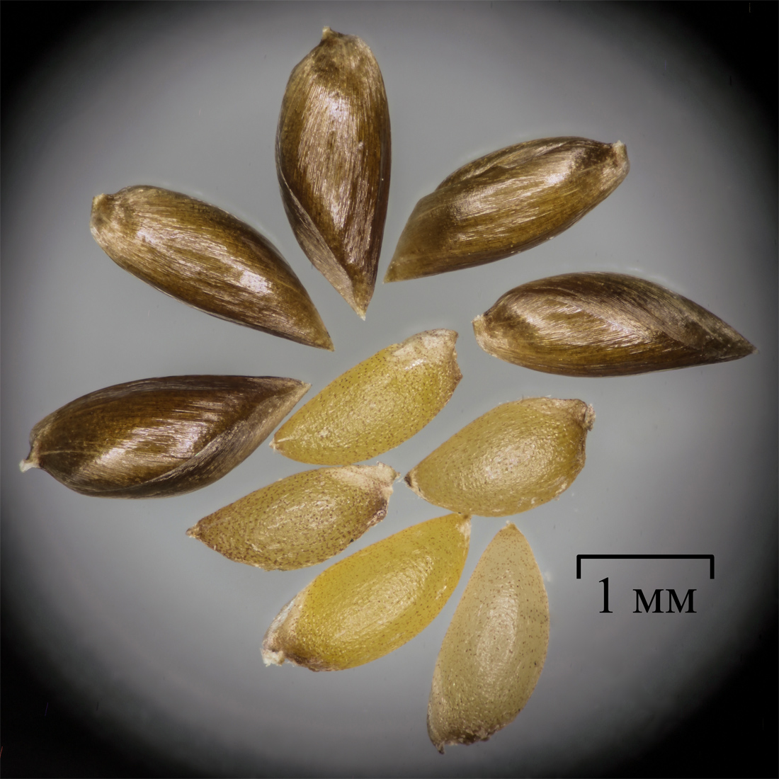 Изображение особи Anthoxanthum odoratum.