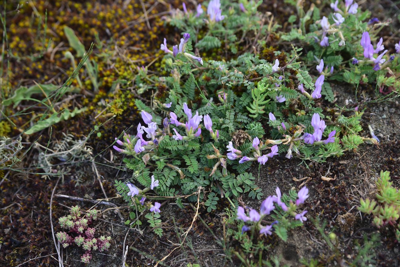 Image of genus Astragalus specimen.