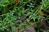 Bidens aurea