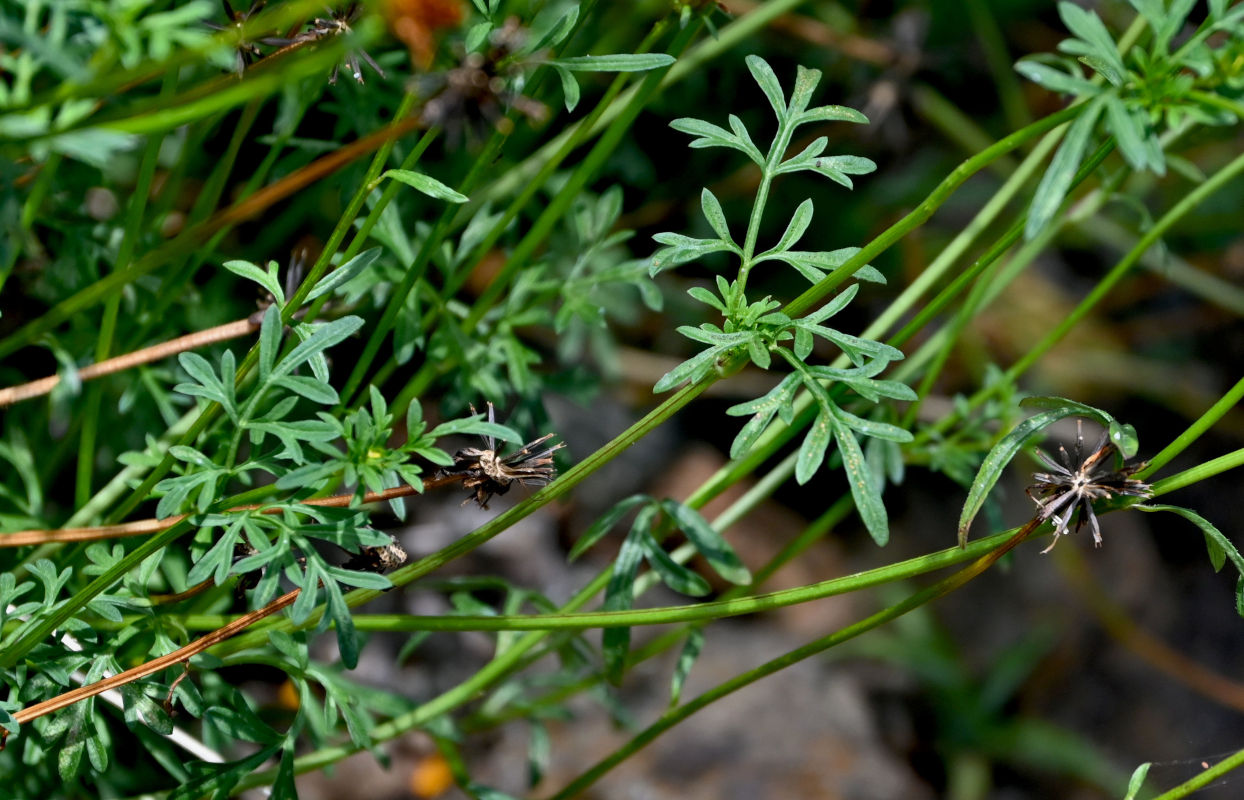 Image of Bidens aurea specimen.