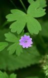 genus Geranium. Цветок. Турция, ил Артвин, р-н Шавшат, у храма Тбети, луг. 11 июня 2026 г.