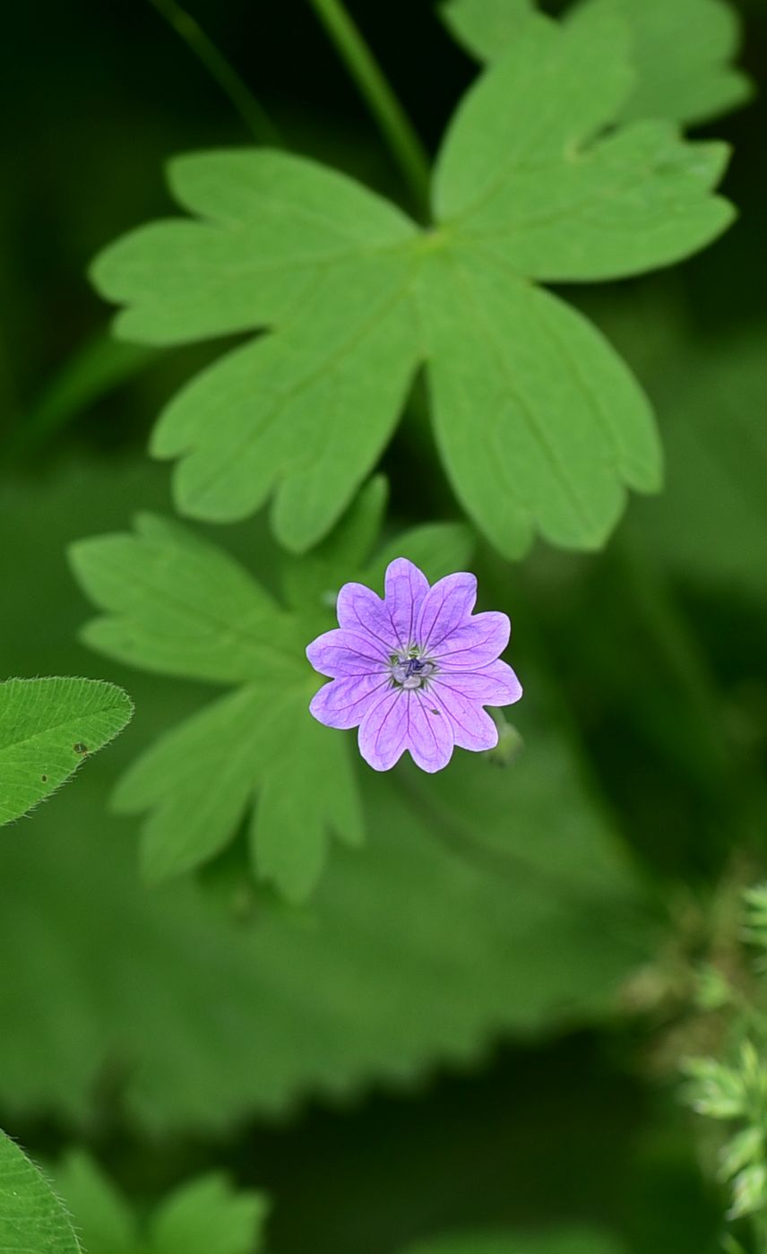 Изображение особи род Geranium.