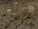 Myriophyllum ussuriense