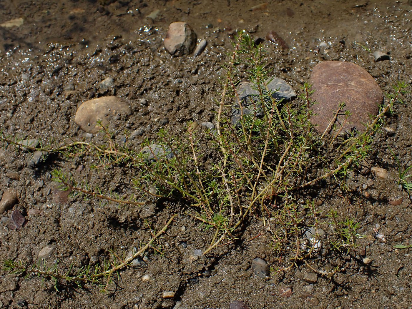 Изображение особи Myriophyllum ussuriense.