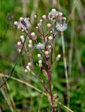 Erigeron acris. Верхушка плодоносящего растения. Московская обл., гор. округ Домодедово, низовья р. Пахра, луговой склон. 30.08.2026.