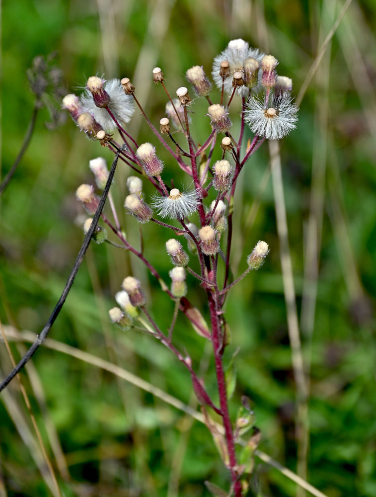 Image of Erigeron acris specimen.