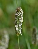 Phalaris coerulescens. Соцветие. Португалия, округ Бежа, дол. р. Рибейра-ду-Торгал, у дороги. 04.06.2026.