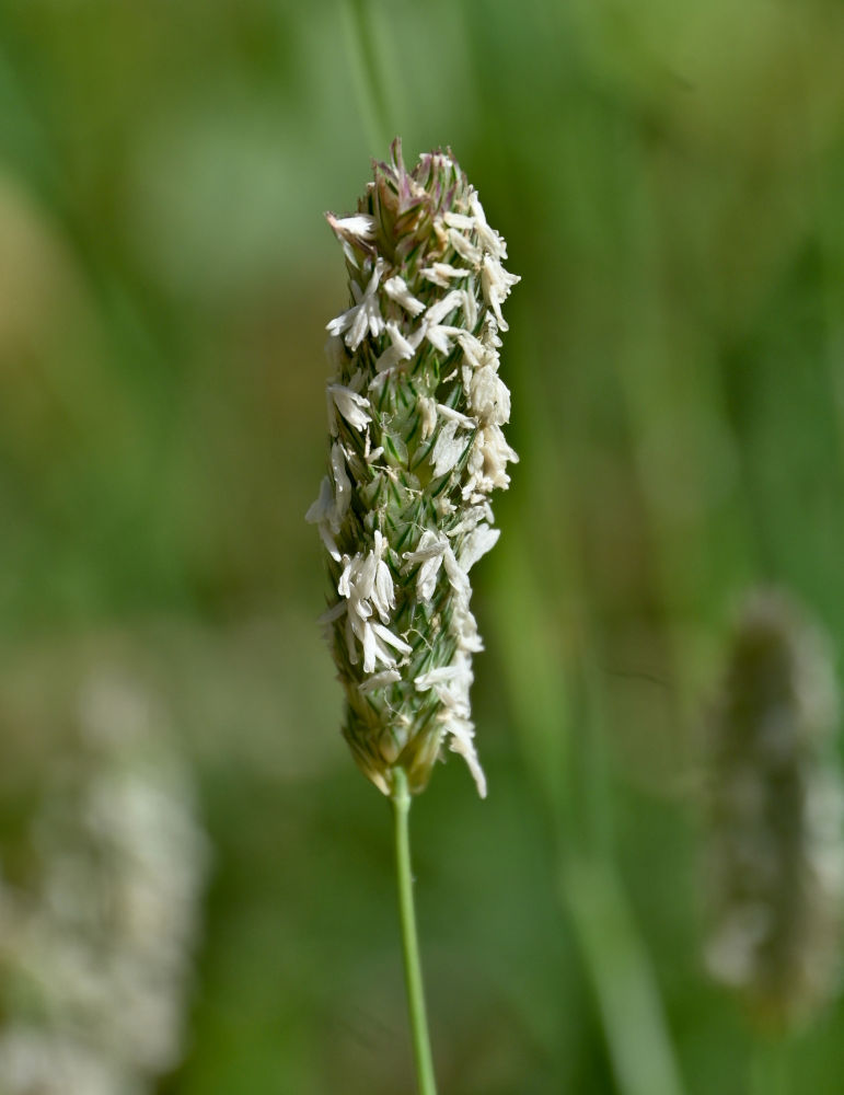 Image of Phalaris coerulescens specimen.