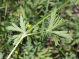 Geranium collinum. Часть побега. Таджикистан, Горно-Бадахшанская автономная обл., Шугнанский р-н, окр. кишлака Нимос, дол. р. Гунт, ≈ 2810 м н.у.м., поляна среди зарослей кустарников. 15 июля 2026 г.