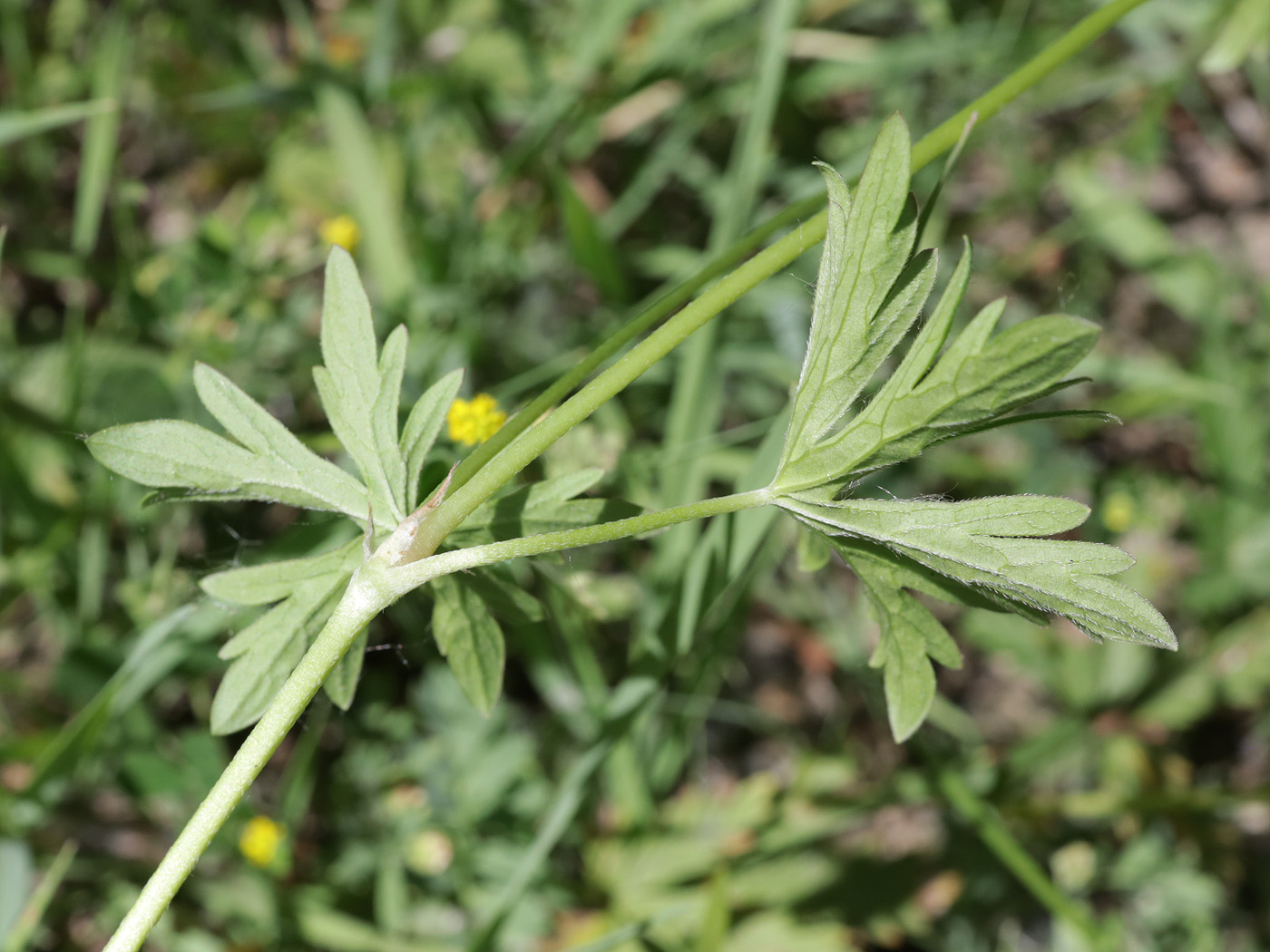 Image of Geranium collinum specimen.