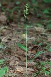 Platanthera tipuloides. Цветущее растение. Сахалин, г. Южно-Сахалинск, западный макросклон Сусунайского хр., правый склон долины р. Уюновка, 203 м н.у.м., пихтово-каменноберезовый лес. 02.07.2025.