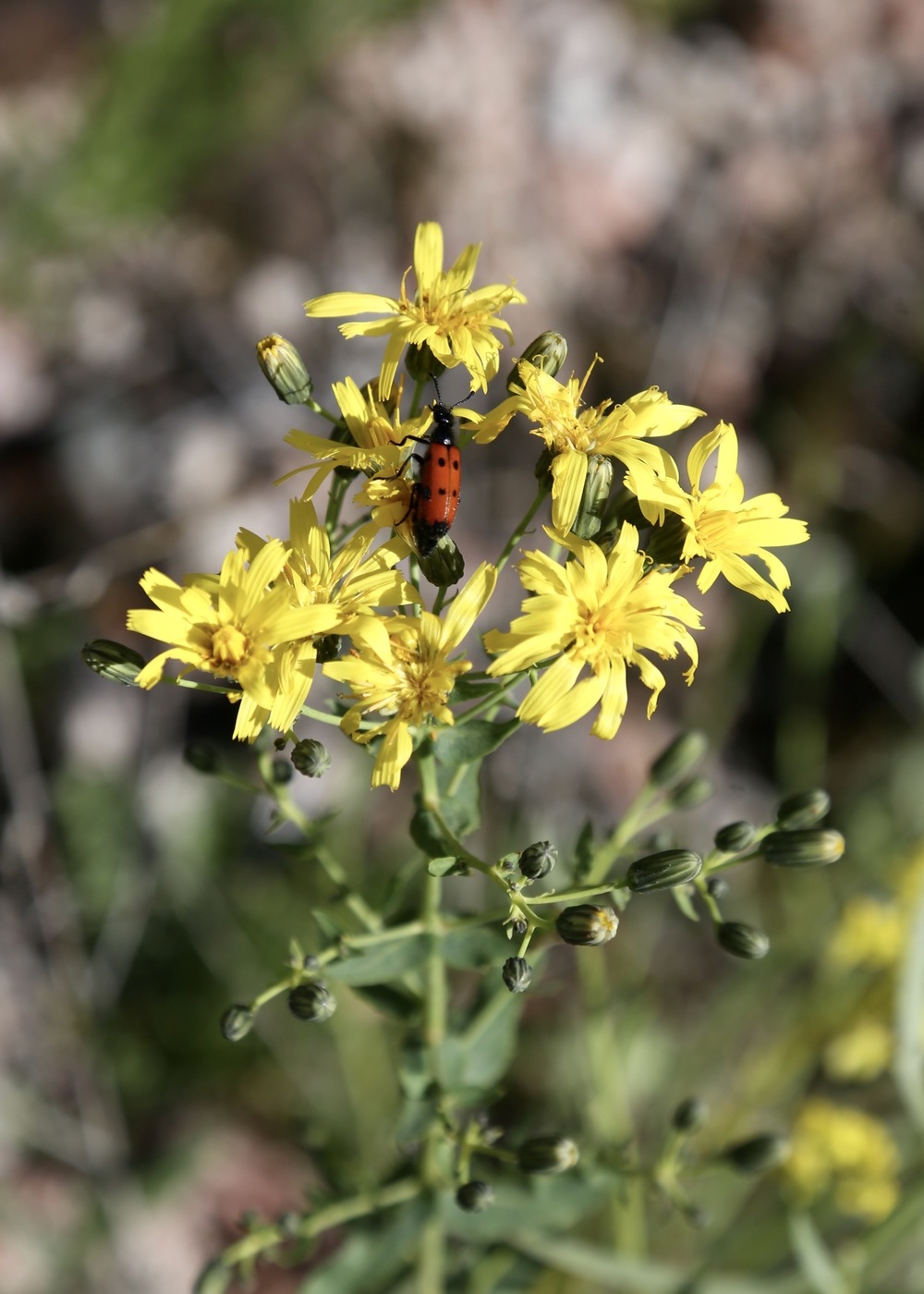 Image of Hieracium virosum specimen.