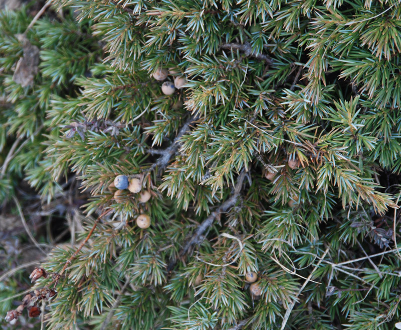 Изображение особи Juniperus hemisphaerica.