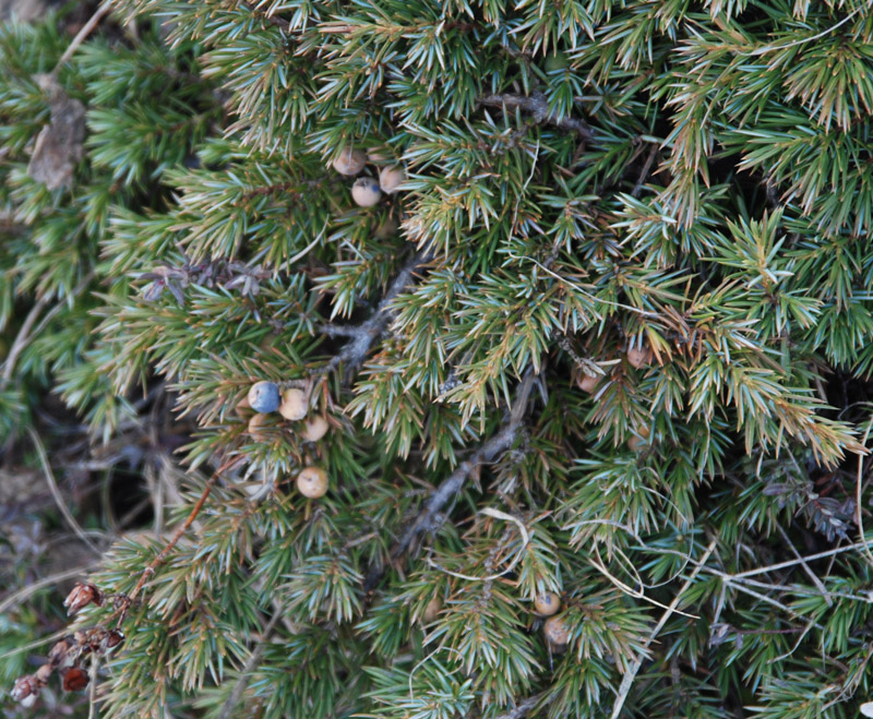 Image of Juniperus hemisphaerica specimen.