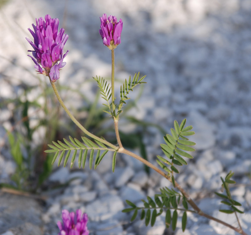 Изображение особи Astragalus onobrychis.